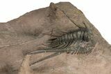 Kettneraspis Trilobite With Long Occipital - Lghaft, Morocco #354428-1